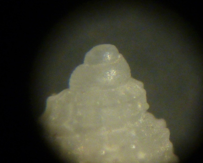 Alvania da determinare